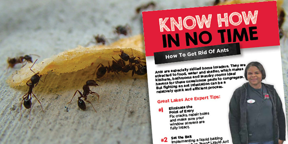 Getting Rid of Ants  - Great Lakes Ace Hardware Store