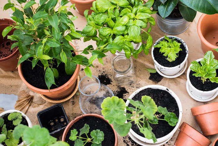 3 Things to Help Your House Plants Transition From Being Outdoors to Indoors - Great Lakes Ace Hardware Store Header