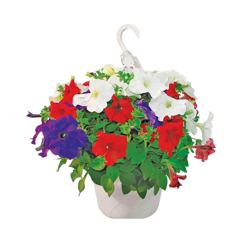 10" Red White & Blue Hanging Basket