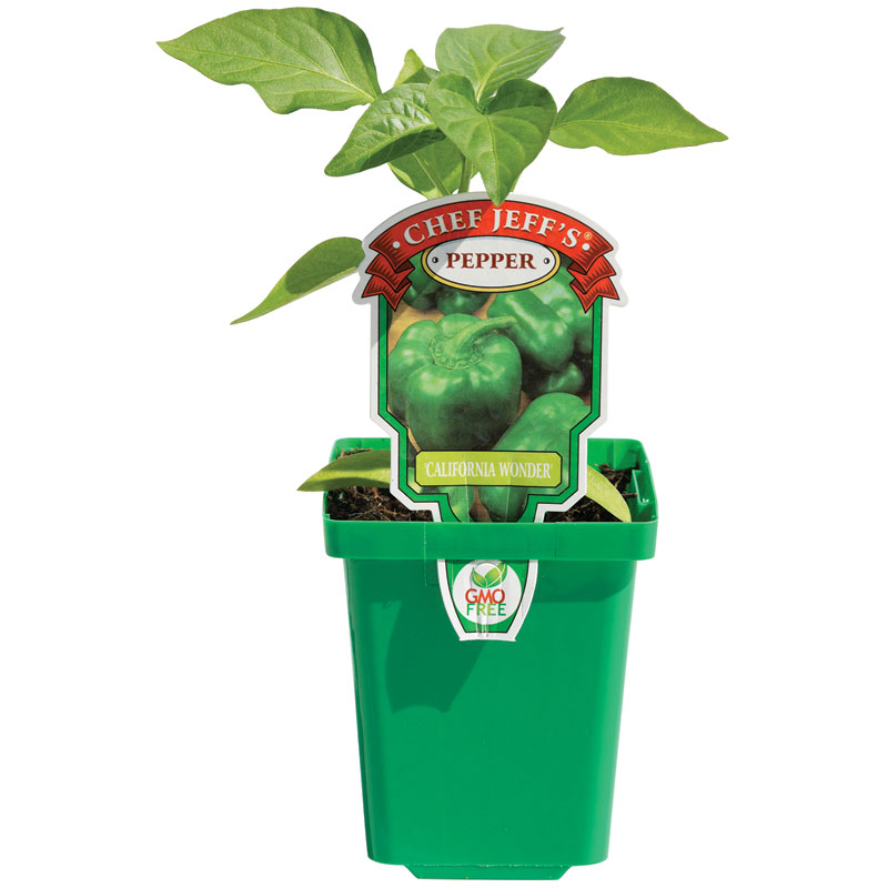 4" Chef Jeff Veggies