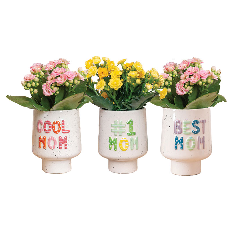 Mom Mini Bloom Planter