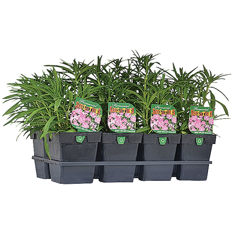 Perennial, 1/2 Gal.