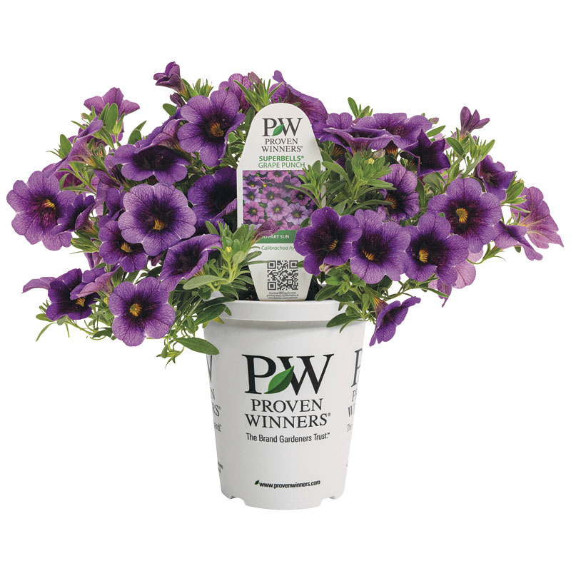 Proven Winners® Grande