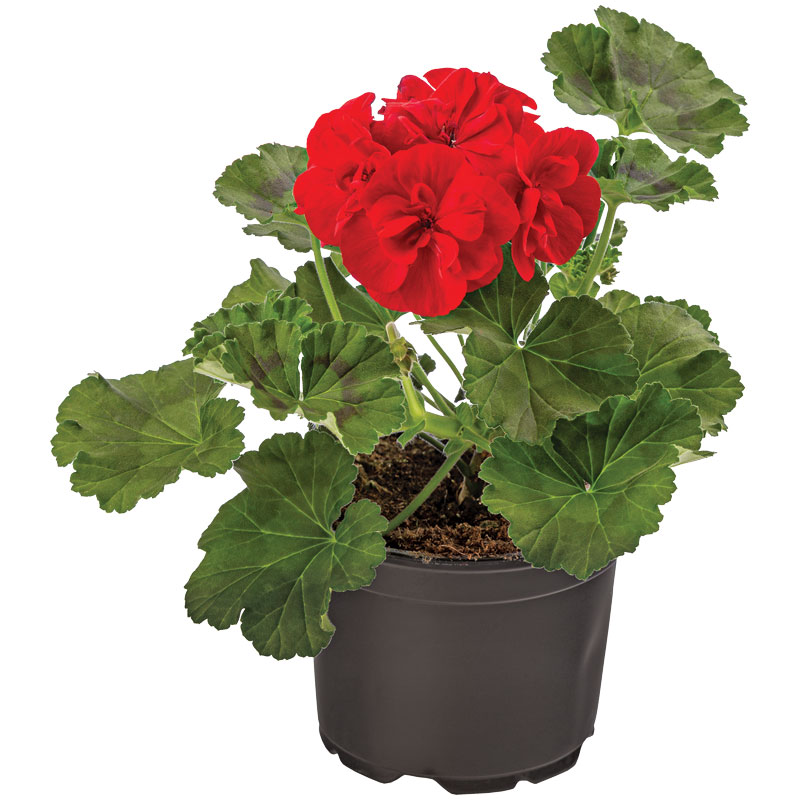 Martha Washington Geranium, 1 Gal.