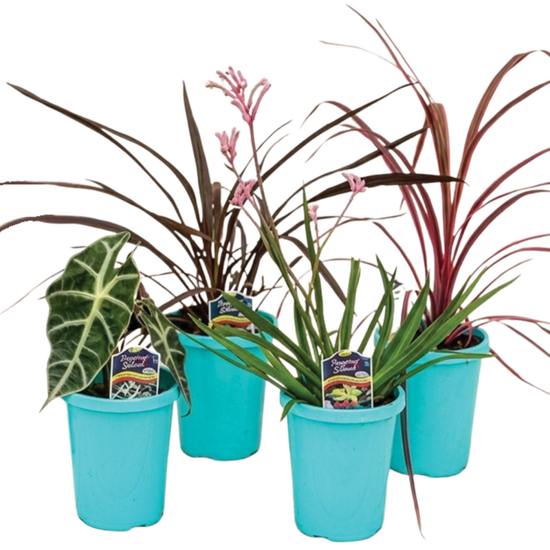 Quart Tropical Splash