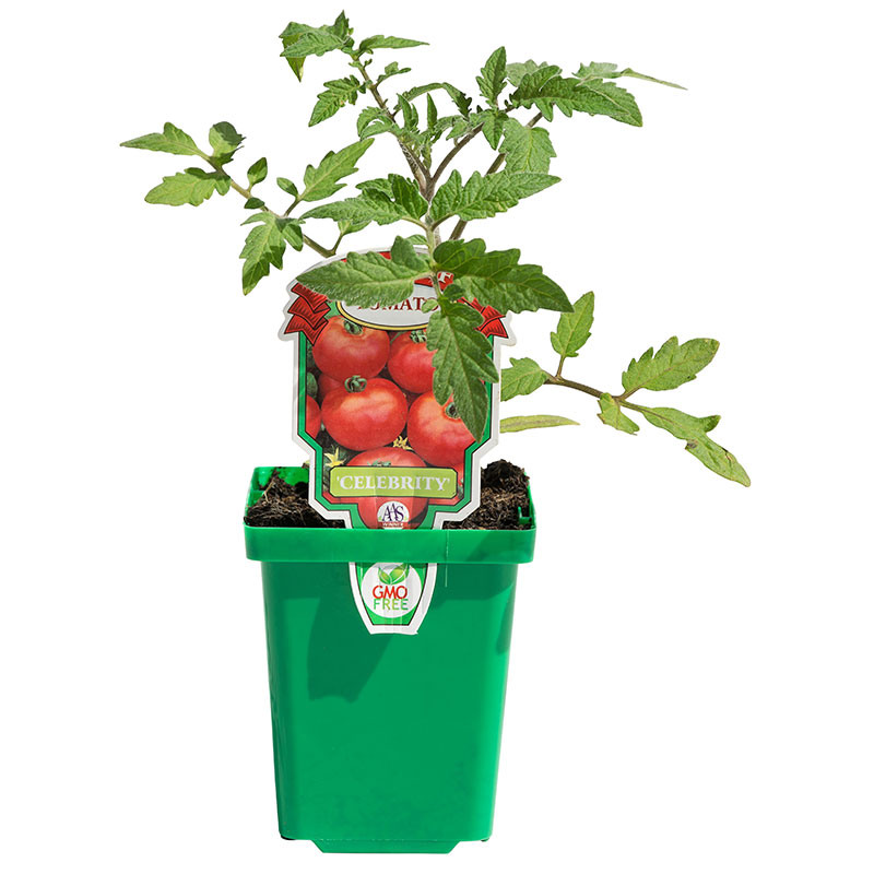 4" Chef Jeff® Tomato Plant