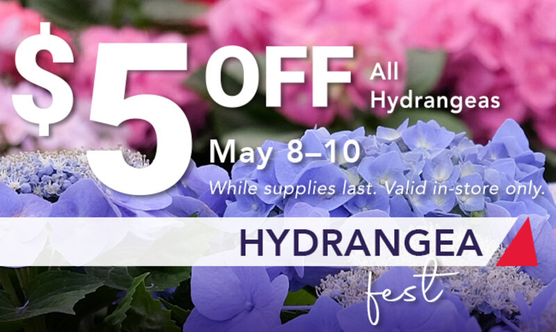 Hydrangea Fest