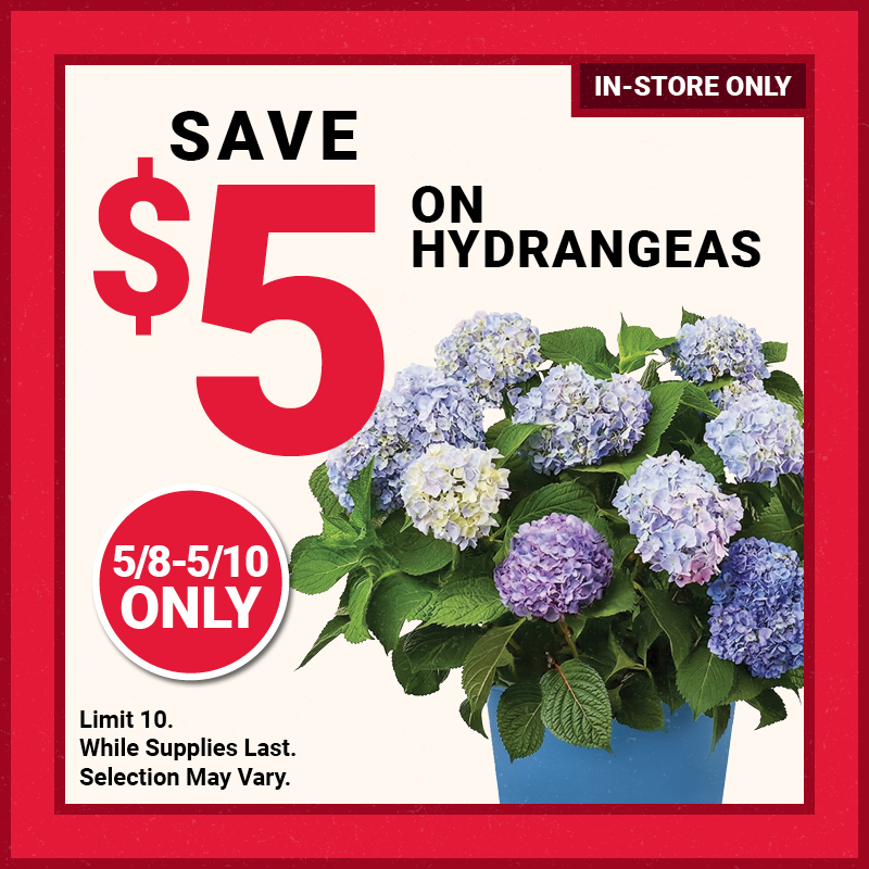 Save $5 on Hydrangeas