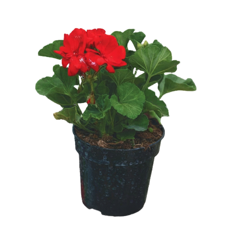 4" Seed Geranium
